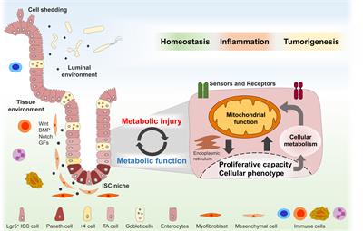 Mitochondrial Metabolism in the Intestinal Stem Cell Niche—Sensing and Signaling in Health and Disease